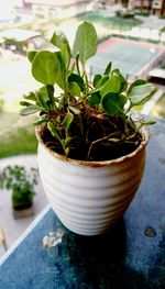 High angle view of potted plant on table