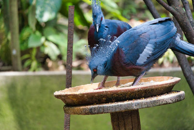 Victoria crown pigeon perching on food