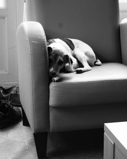 Close-up of dog sleeping on sofa