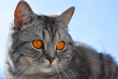 Close-up portrait of a cat