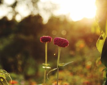 Close-up of flowers blooming outdoors