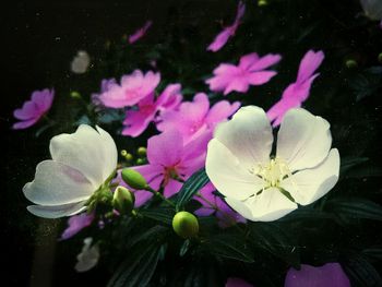 Close-up of pink orchid blooming outdoors