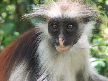 Close-up of monkey