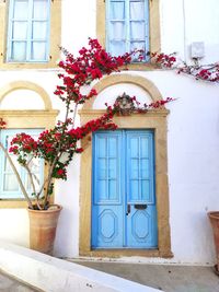 Potted plant by building