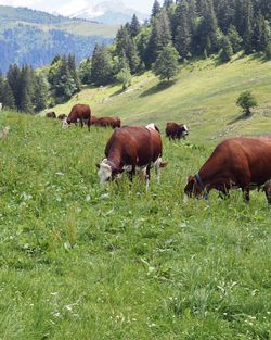 Horses in a field