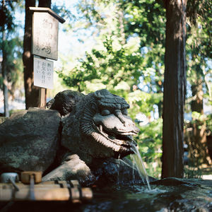 Close-up of horse statue by trees
