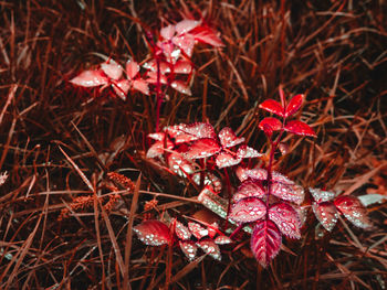 Close-up of red maple leaves on field