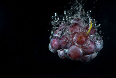 Close-up of jellyfish against black background