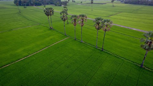 High angle view of sheep on grassy field