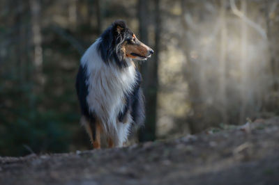 Close-up of dog on field