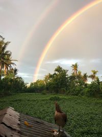 Rainbow over a field