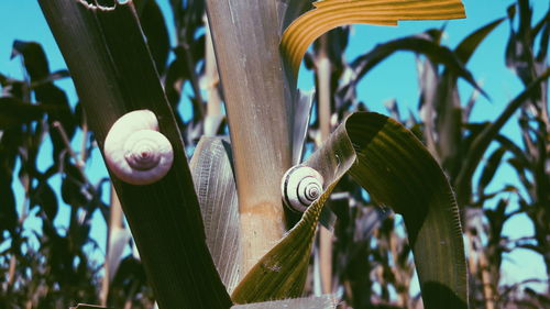 Close-up of snail on tree