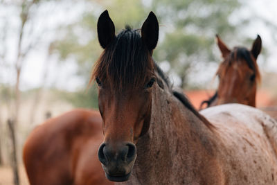 Horses in the field