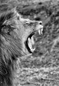 Close-up of cat yawning