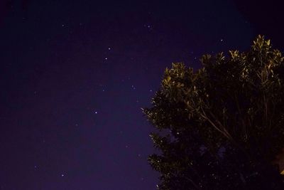Low angle view of trees at night