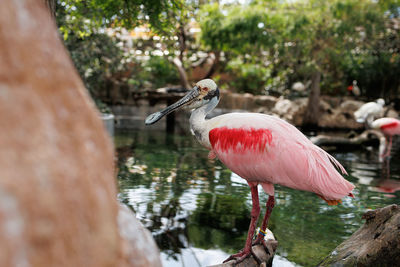 Close-up of a bird in lake