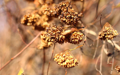 Close-up of wilted flowers