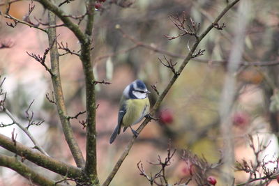 Close-up of bird perching on bare tree