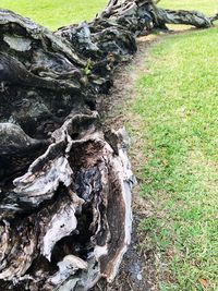 Close-up of driftwood on tree trunk