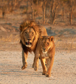 Lion and lioness running in forest