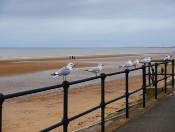 Seagull perching on railing by sea against sky