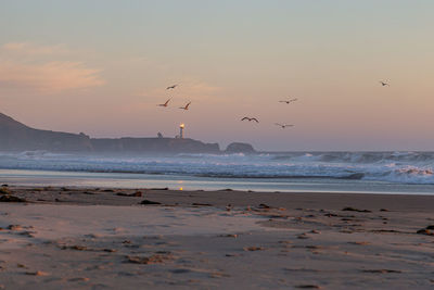 Seagulls flying over beach against sky during sunset