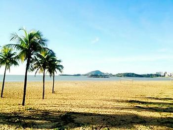 Palm trees on beach