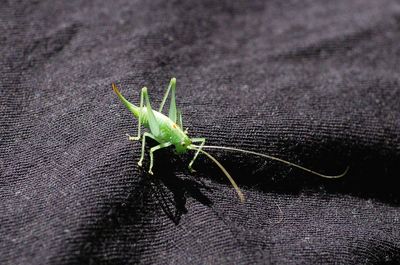 Close-up of grasshopper