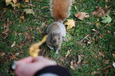 Close-up of hand feeding squirrel