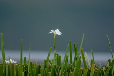 Close-up of flowers blooming outdoors