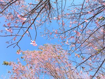 Low angle view of flowers on branch