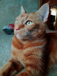 Close-up of a cat looking away