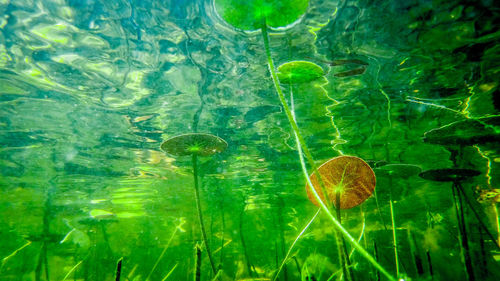 Close-up of jellyfish swimming in lake