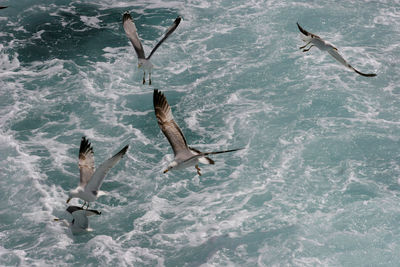 High angle view of fish in sea