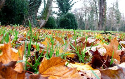 Surface level of leaves on field