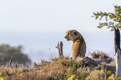 Cheetah relaxing on land