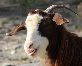 Close-up of a horse