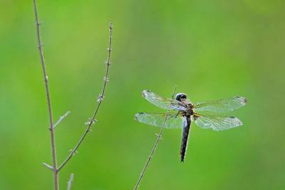 Close-up of insect on leaf