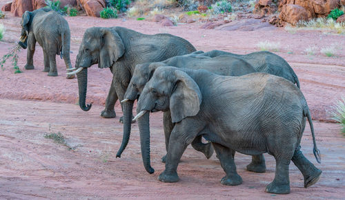 Elephants drinking water