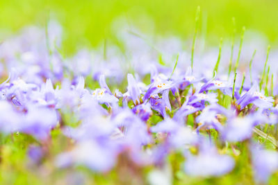 Close-up of purple flowering plants on field