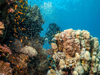 Fish swimming in sea