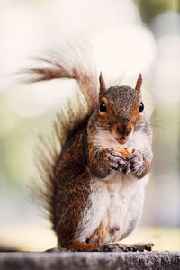 Close-up of squirrel eating cat