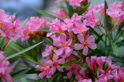 Close-up of pink flowering plants