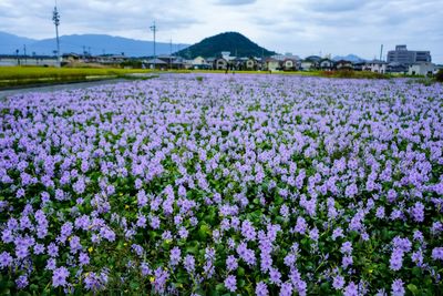 Purple flowering plants on field against sky