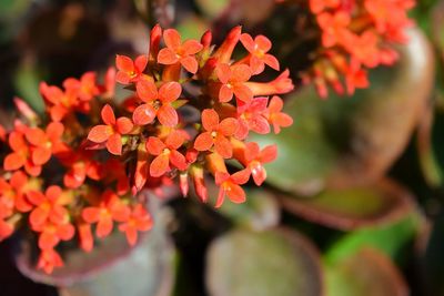 Close-up of red flower