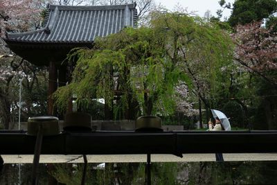 Plants growing on tree trunk