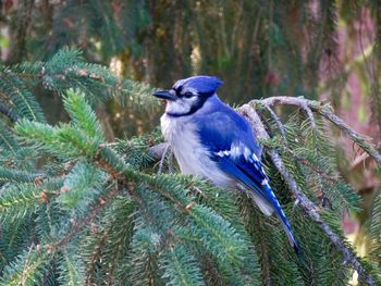 Close-up of bird perching on pine tree