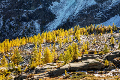 Scenic view of pine trees in forest