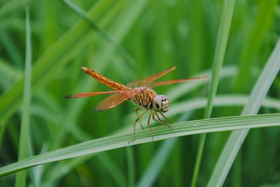 Close-up of butterfly on grass