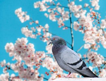 Close-up of pigeon perching on a cherry blossom